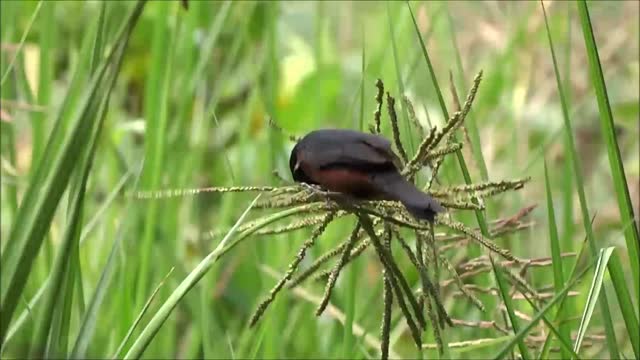 Bullfinch birds brazilian birds