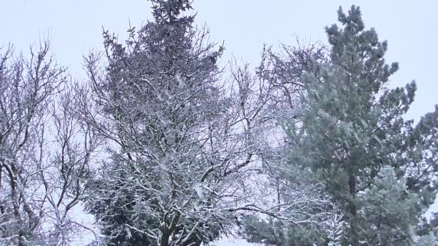 Winter snow trees