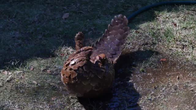 Pangolin animal wildlife