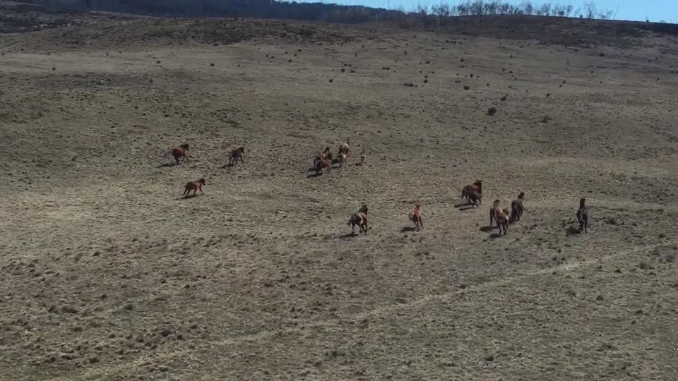 Horses brumbies australia