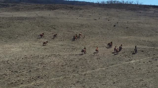 Horses brumbies australia