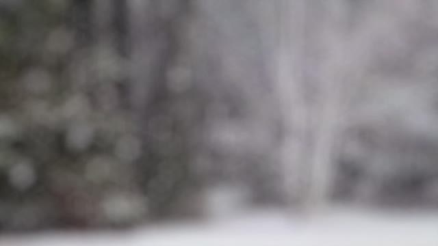 Snow winter snow flakes