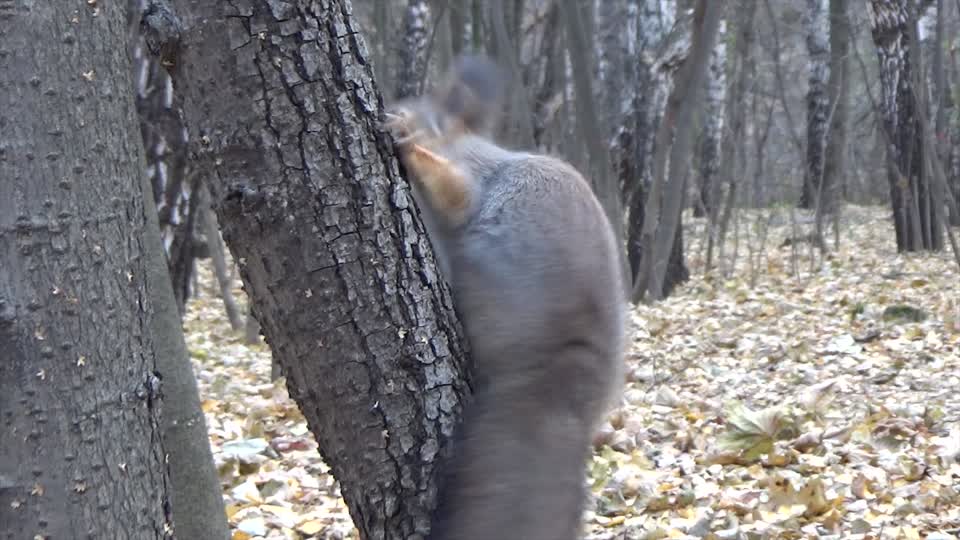 Squirrel tree forest