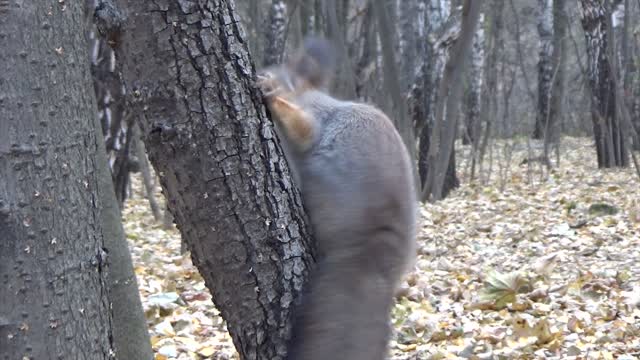 Squirrel tree forest