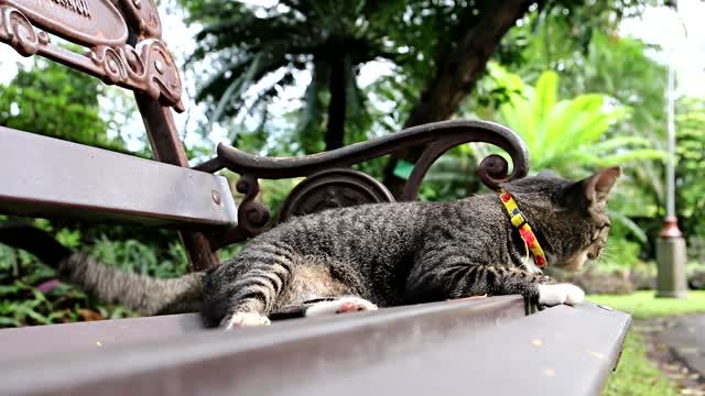 Cat tabby cat thai cat