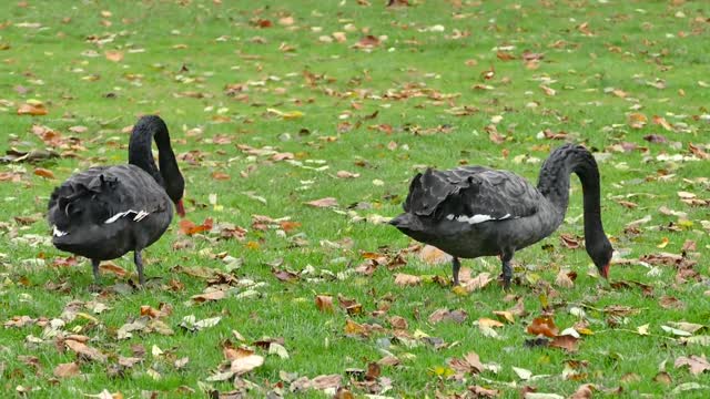 Black swans birds swans