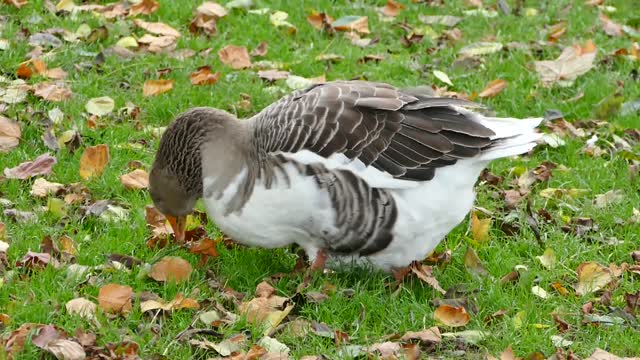 Goose bird animal