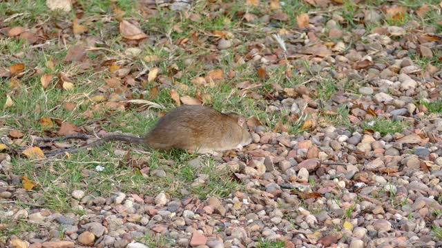Rodent rat animal
