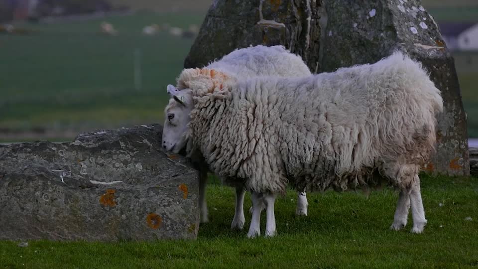 Sheep animals domestic