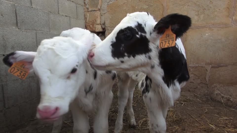 Cattle calves farm