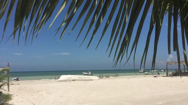 Beach palm tree leaves