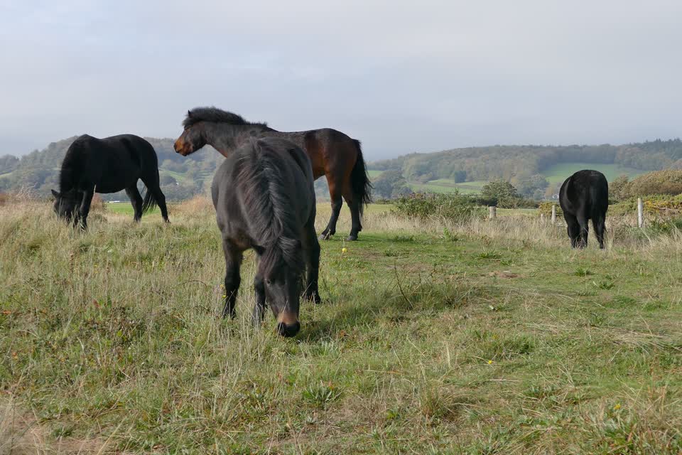 Horse wild shetland ponies