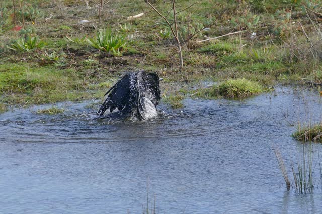 Crow bathing bird