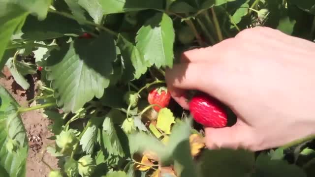 Strawberries picking field
