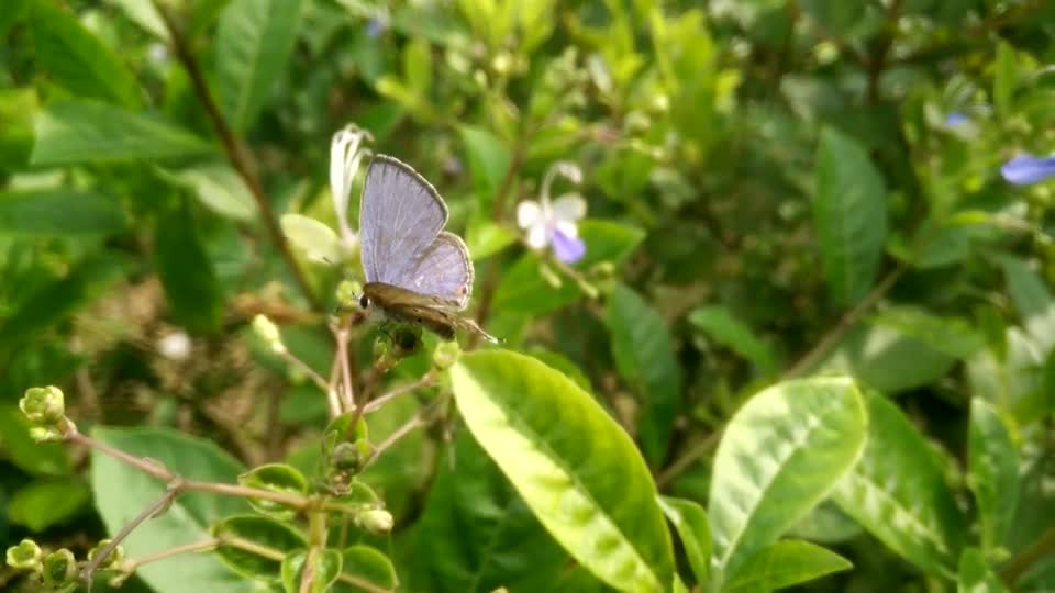 Butterfly plant animal