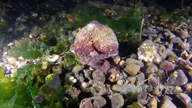 Octopus walking creature