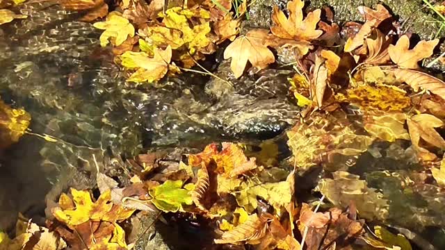 Autumn river nature