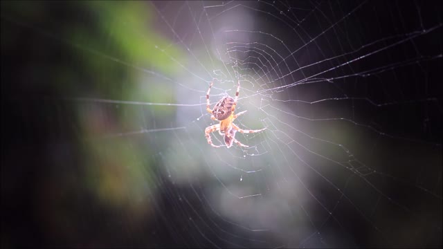 Araneus spider web spider