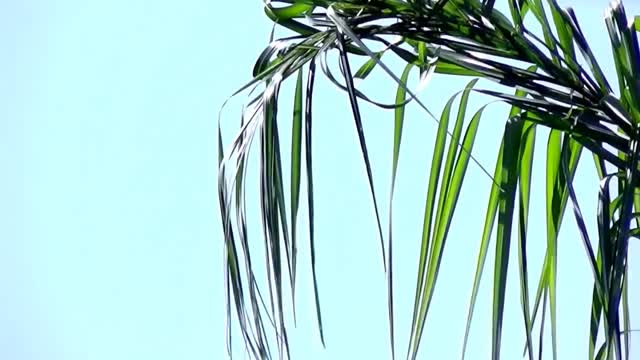 Palm tree dangling
