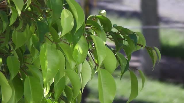 Tree leaves green