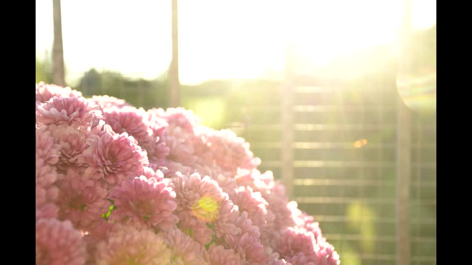 Sunset flowers sun