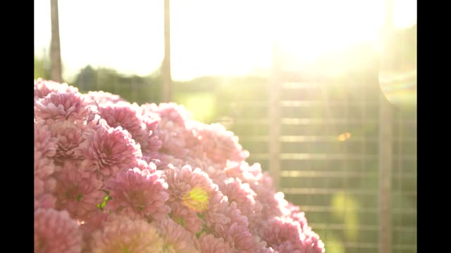 Sunset flowers sun