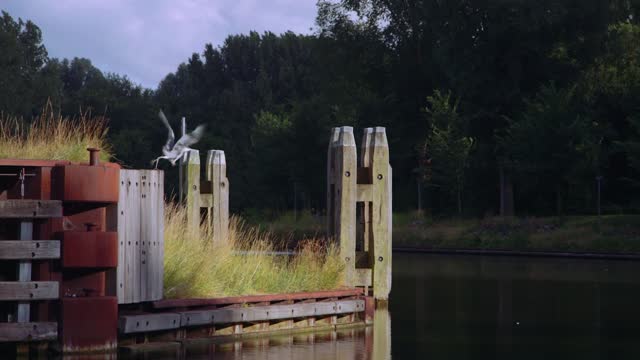 Egret heron bird