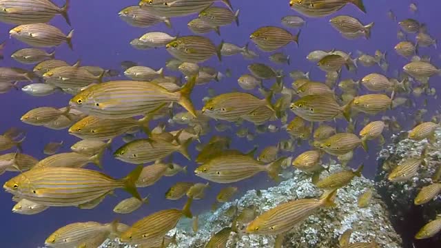 Diving scuba diving underwater