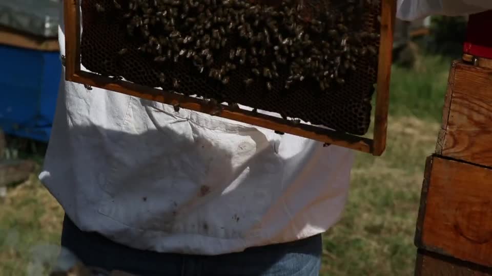 Honey beekeeper bees