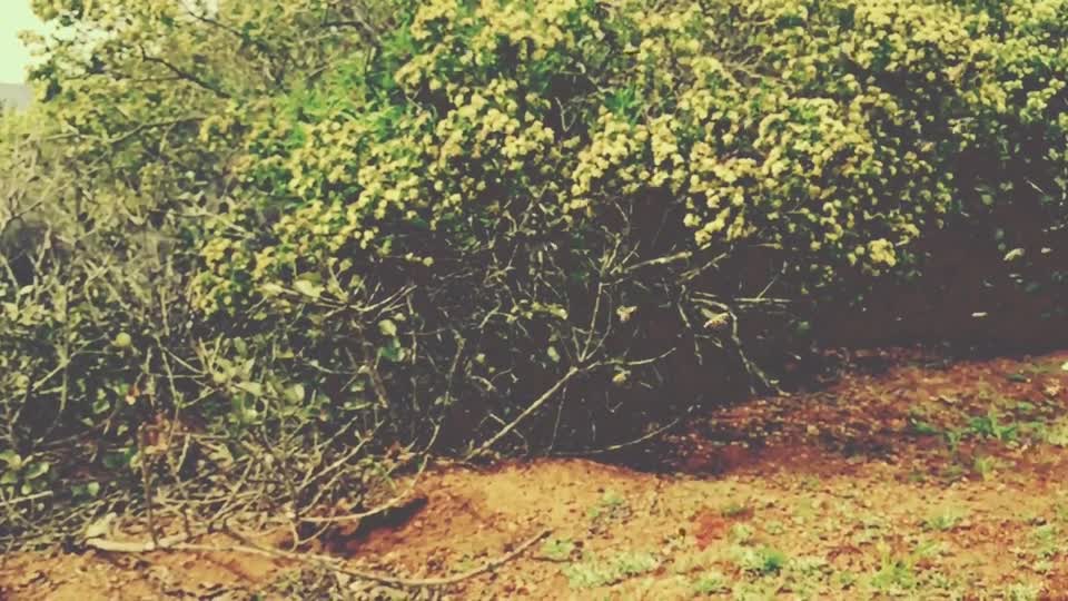 Bees insects flying