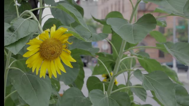 Sunflower flower leaves