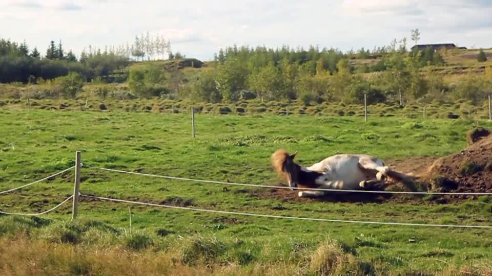 Horse rolling farm