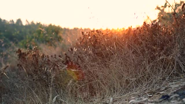 Grasses sunset evening