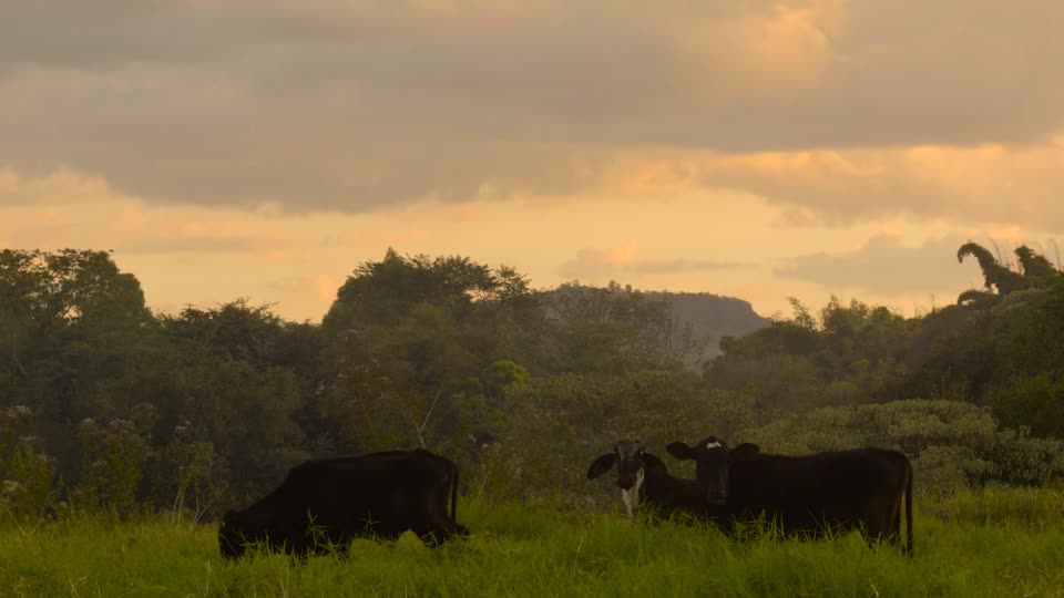Cows rural mammals