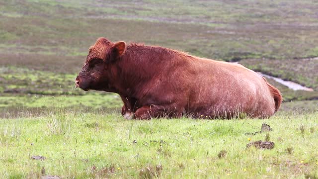 Cow cattle farm
