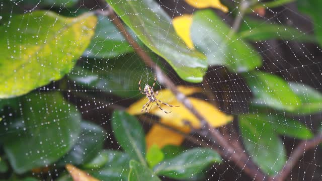 Spider cobweb insect