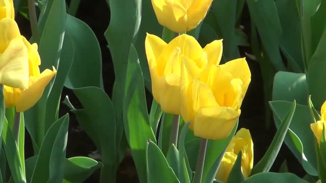 Tulips flowers yellow