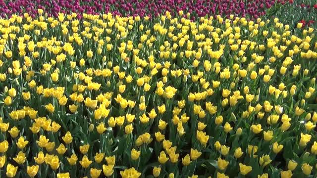 Tulips flowers yellow