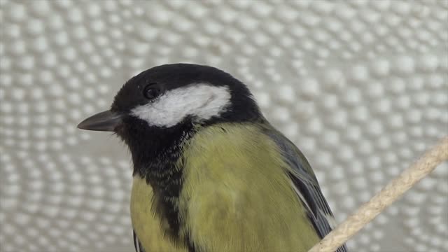 Tit bird plumage