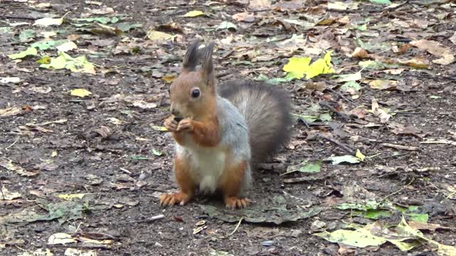Squirrel gnaws feeding