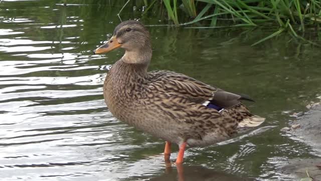 Duck wild pond
