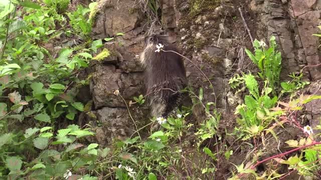 Porcupine climbing animal
