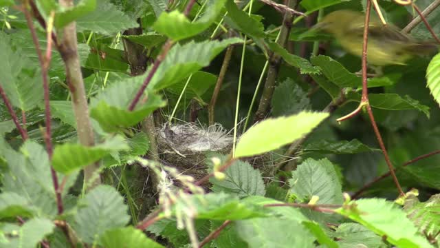 Yellow warbler warbler bird