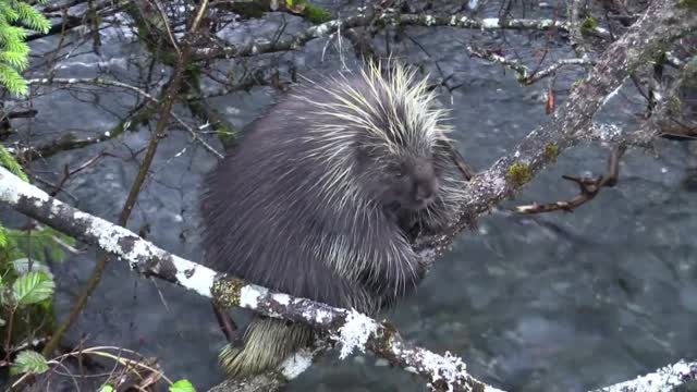 Porcupine tree mammal