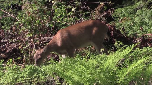 Sitka black tailed deer deer wildlife