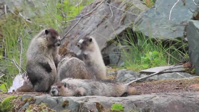 Marmots family animals