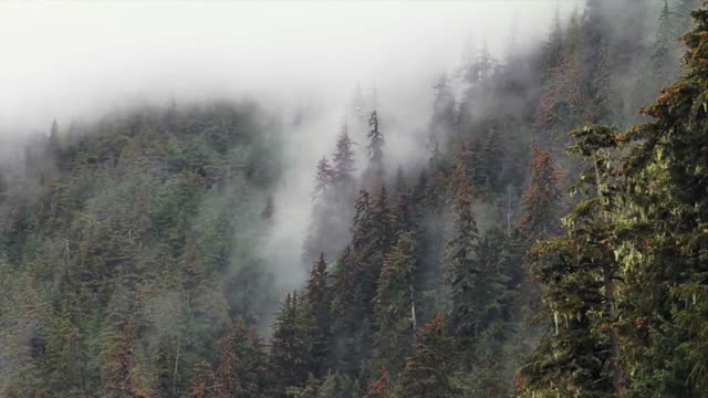 Mist trees forest