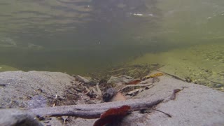 Merganser duck diving