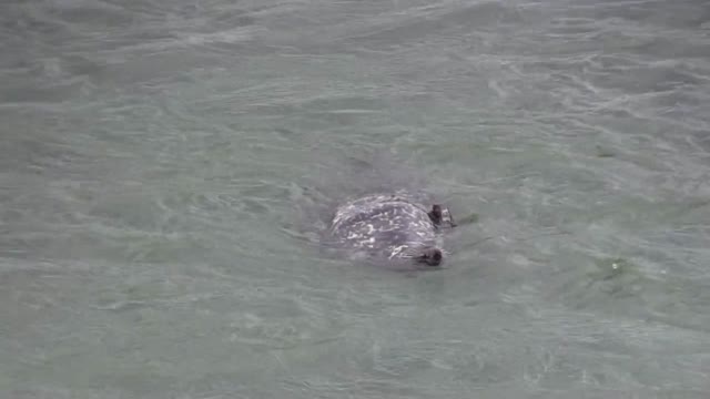 Seal gull pecking