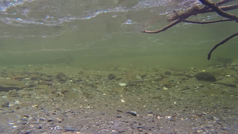 Salmon fish stream